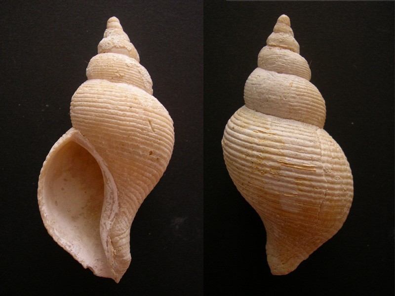 Neptunea contraria